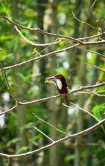 beautiful kingfisher bird siting on the tree in a jungle, selective focus images.