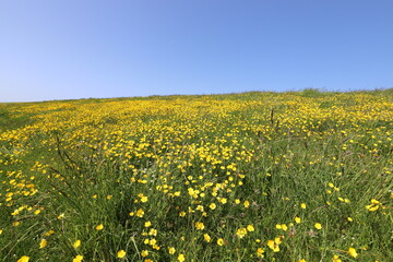 View over a Dutch dike with buttercups and a beautiful blue sky.