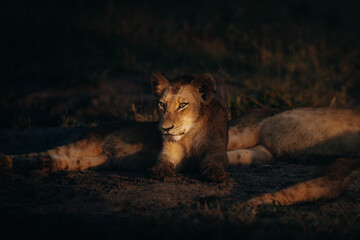 young lion cub in the wild - obrazy, fototapety, plakaty