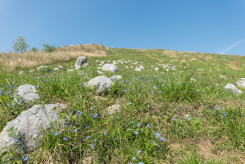 春のカルストの丘