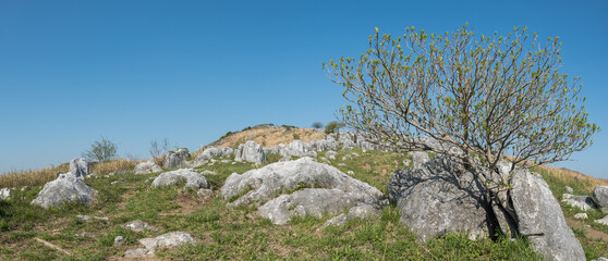 春のカルストの丘