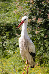 Fototapeta premium Portrait shot of a curious stork in front of a green, lush, summery background