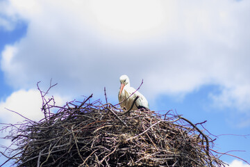 One stork sitting on a nest in front of a cloudy sky