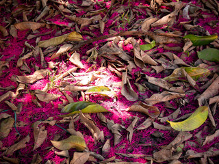 Pinkish Leaves on the Ground Near the Tree