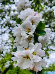 Obraz premium Beautiful branch of blossoming white cherry in drops of morning dew close-up. Blossoming branches of a cherry tree in early morning