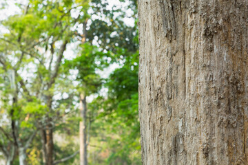 Teak Trees in Thailand precious hardwoods 