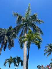 Palm Trees in front of a Blue Sky
