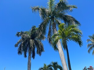 Fototapeta premium Palm Trees in front of a Blue Sky