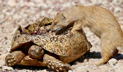 Yellow Mongoose feeding from a dead Leopard Tortoise, Kgalagadi, South Africa