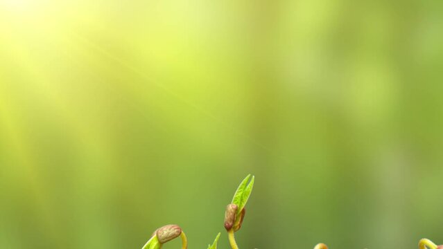 mung beans sprouted, healthy microgreens