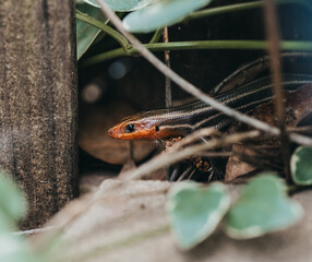 Lizard