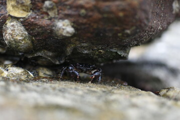 crab on the rock