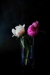 White and pink peony. Glass with peonies. Flowers on a black background.