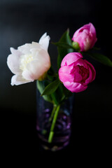 White and pink peony. Glass with peonies. Flowers on a black background. Peonies close up