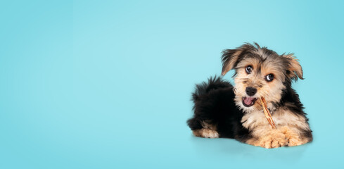 Cute puppy with dental stick in mouth on blue background. Fluffy black and brown puppy teething. 4 months old male morkie dog chewing on a chew stick while looking at camera. Selective focus.