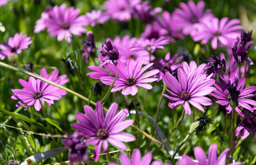 purple flowers of daisy. beautiful nature background