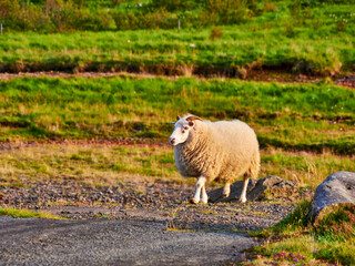 Oveja Islandia blanca