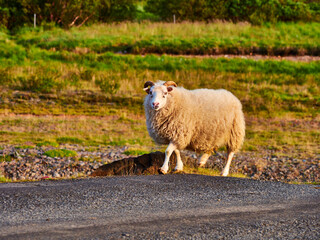 Naklejka premium Oveja Islandia blanca