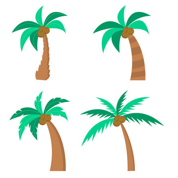 Set of different palm trees with coconuts. Isolated on white background. Vector illustration.