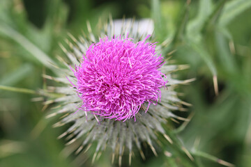 An extreme close up of a plant at a Nature Reserve in Lunt. The photo has been taken at very close range using a macro lens for extra detail.