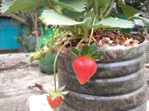 Strawberry is a hybrid species of genus fragaria. The scientific name is Fragaria x ananassa. These are heart shaped Strawberries of my rooftop garden.