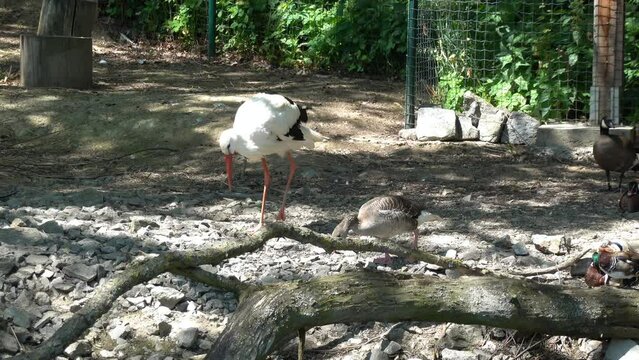 Stork and duck on the shore of the lake