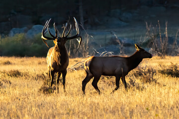 large bull elk in the mountains
