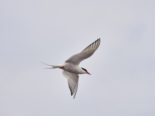 Charrán Ártico volando y en el suelo del Norte de Islandia