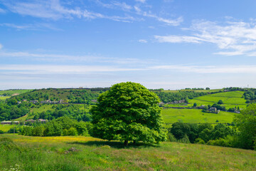 landscape with trees and sky