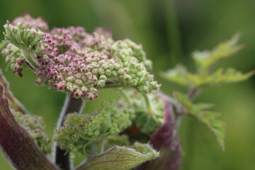 An extreme close up of a plant at a Nature Reserve in Lunt. The photo has been taken at very close range using a macro lens for extra detail.