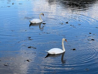 Swans on the Lake