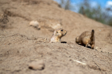 Naklejka na ściany i meble Two black-tailed prairie dogs, one poking its head out of a hole while the other explores