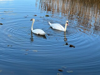 Swans on the Lake