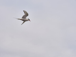 Charrán Ártico volando y en el suelo del Norte de Islandia
