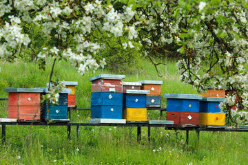 Several rustical old and colorful wooden beehives on the green meadow, standing under the bloosoming trees.