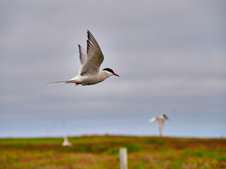 Charrán Ártico volando y en el suelo del Norte de Islandia