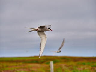 Charrán Ártico volando y en el suelo del Norte de Islandia
