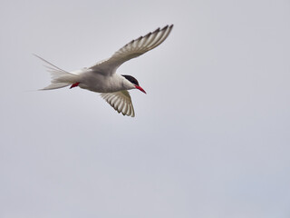 Charrán Ártico volando y en el suelo del Norte de Islandia