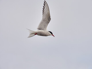 Charrán Ártico volando y en el suelo del Norte de Islandia