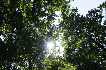 The sun shining through a majestic green oak tree on a meadow, with clear blue sky in the background