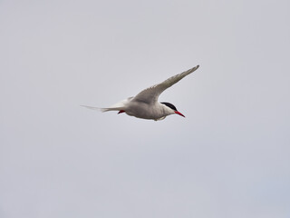 Charrán Ártico volando y en el suelo del Norte de Islandia