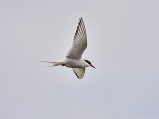 Charrán Ártico volando y en el suelo del Norte de Islandia
