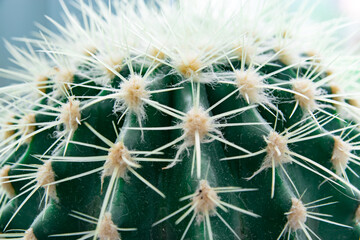 Cactus spines close up, spines texture selected focus. High quality photo