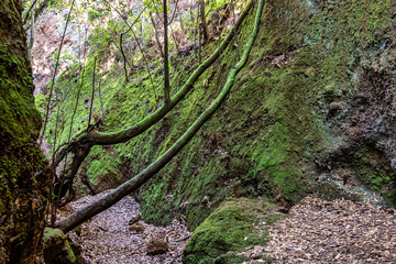 Flowers and trees in the Finca de Osorio Botanical Park near Teror, Gran Canaria Island, Spain