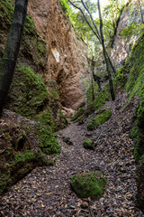 Flowers and trees in the Finca de Osorio Botanical Park near Teror, Gran Canaria Island, Spain