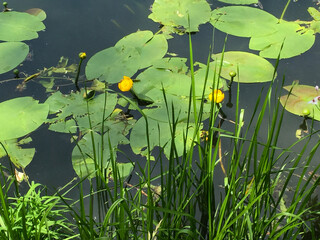 View of flowers water lilies in the lake on a summer day