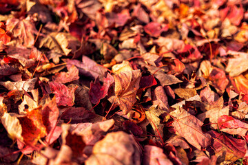 Autumn bed