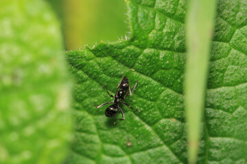 crematogaster scutellaris ant macro photo