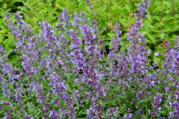 Botanischer Garten in Gütersloh im Juni, Gütersloh in NRW