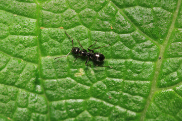 crematogaster scutellaris ant macro photo